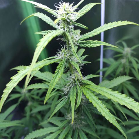 Purple Punch Auto growlog timeline photo