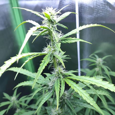 Purple Punch Auto growlog timeline photo
