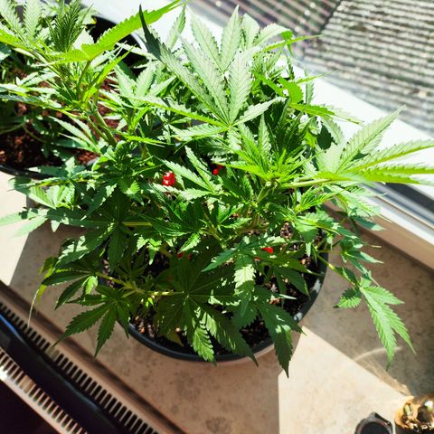 Purple Punch auto growlog timeline photo
