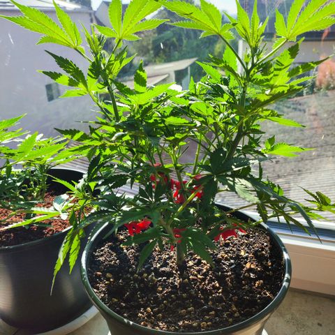 Purple Punch auto growlog timeline photo