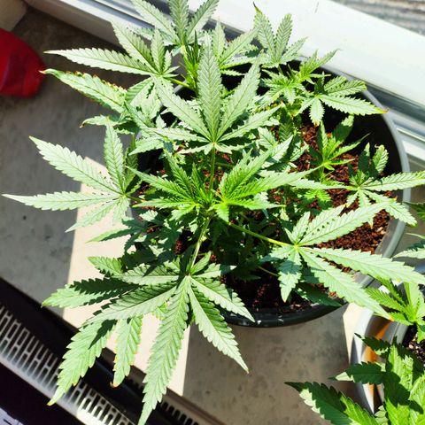 Jack Herer Automatic growlog timeline photo