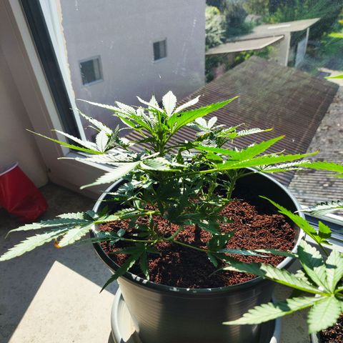 Jack Herer Automatic growlog timeline photo