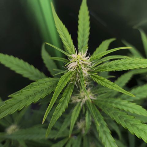 Purple Punch Auto growlog timeline photo