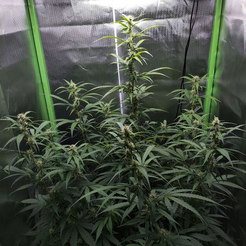 Purple Punch Auto growlog timeline photo