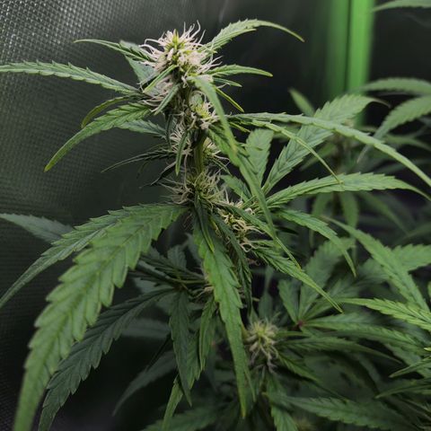 Purple Punch Auto growlog timeline photo