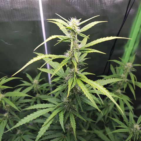 Purple Punch Auto growlog timeline photo