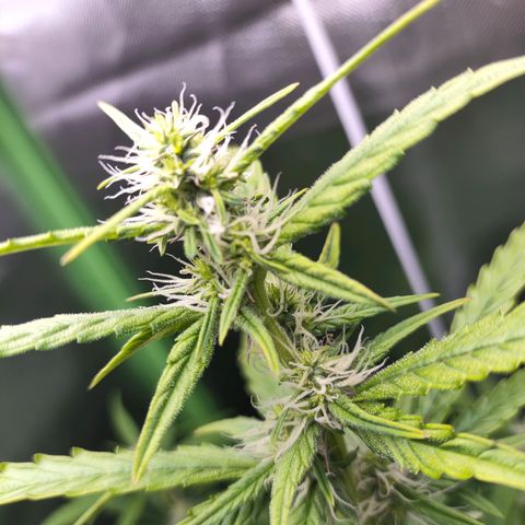 Purple Punch Auto growlog timeline photo