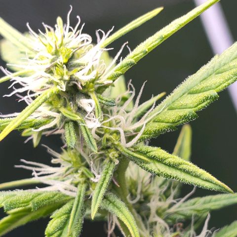 Purple Punch Auto growlog timeline photo