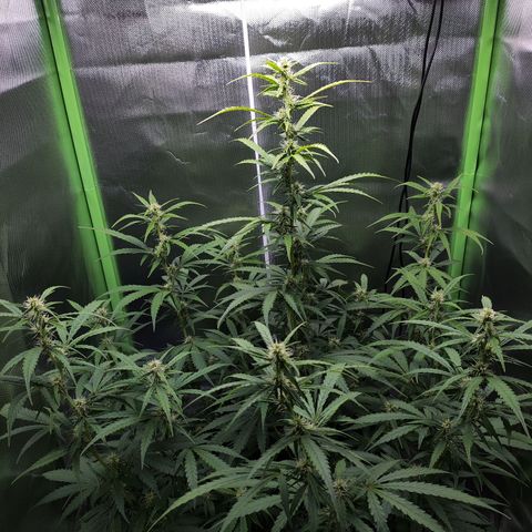 Purple Punch Auto growlog timeline photo