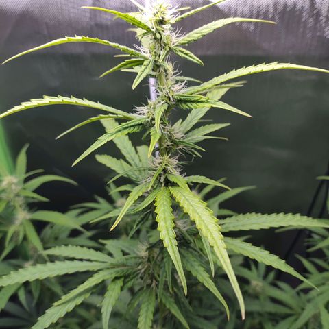 Purple Punch Auto growlog timeline photo