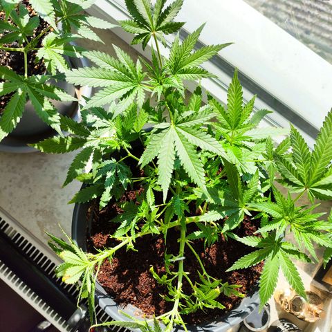 Jack Herer Automatic growlog timeline photo