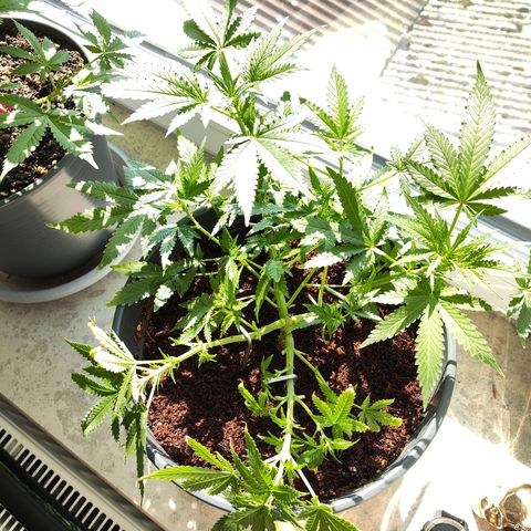 Jack Herer Automatic growlog timeline photo