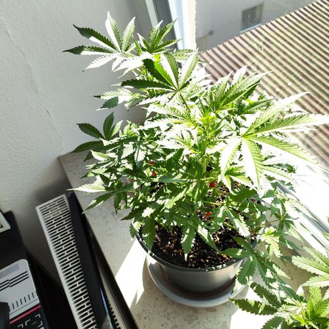 Purple Punch auto growlog timeline photo