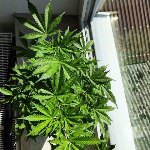 Purple Punch auto growlog timeline photo