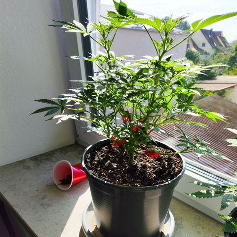 Purple Punch auto growlog timeline photo
