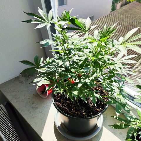 Purple Punch auto growlog timeline photo