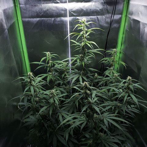 Purple Punch Auto growlog timeline photo