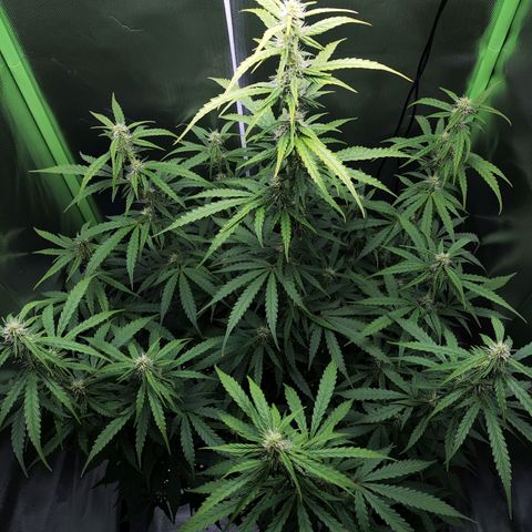 Purple Punch Auto growlog timeline photo