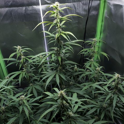Purple Punch Auto growlog timeline photo
