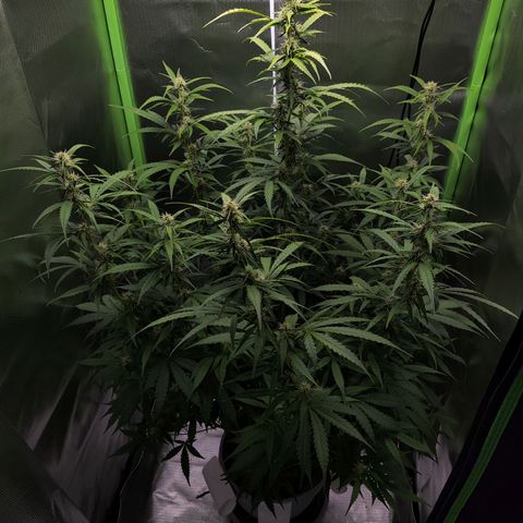 Purple Punch Auto growlog timeline photo