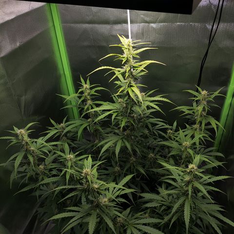 Purple Punch Auto growlog timeline photo