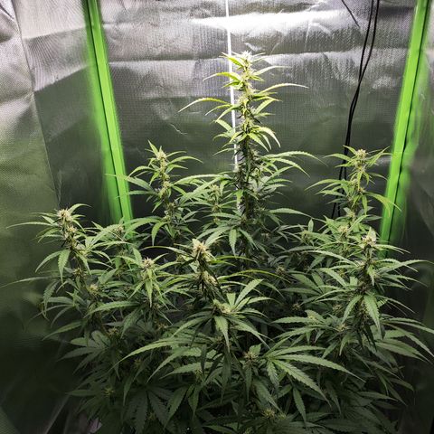 Purple Punch Auto growlog timeline photo