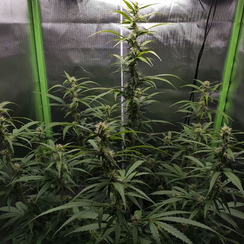 Purple Punch Auto growlog timeline photo