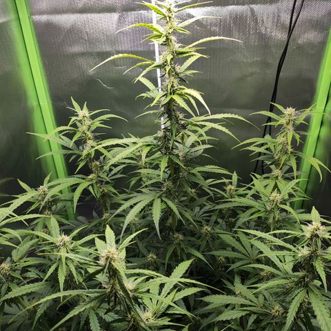 Purple Punch Auto growlog timeline photo