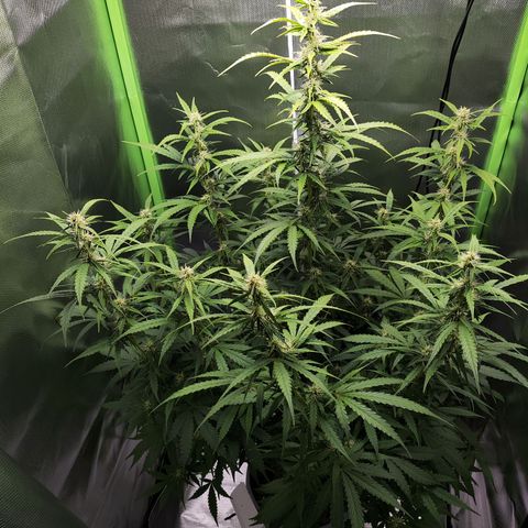 Purple Punch Auto growlog timeline photo