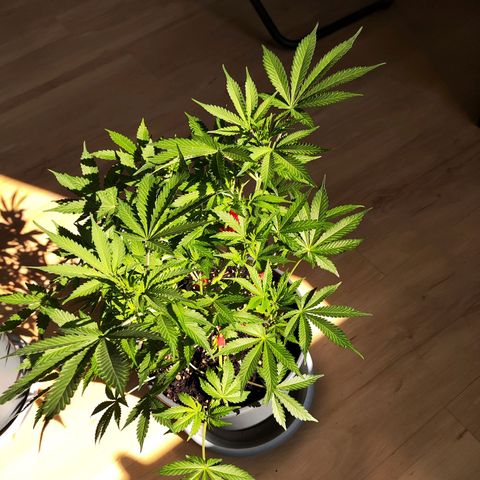 Purple Punch auto growlog timeline photo