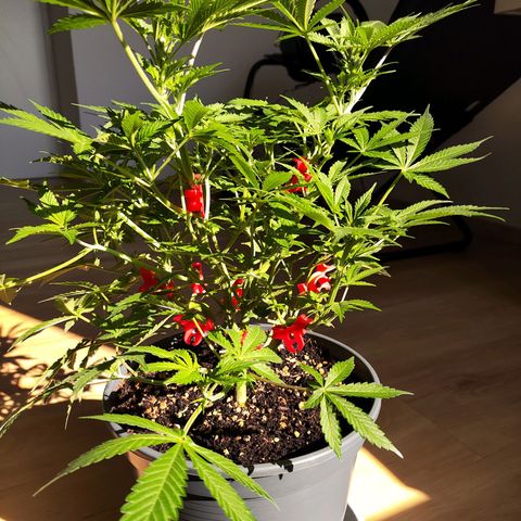 Purple Punch auto growlog timeline photo