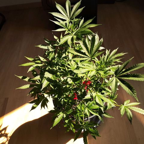 Purple Punch auto growlog timeline photo