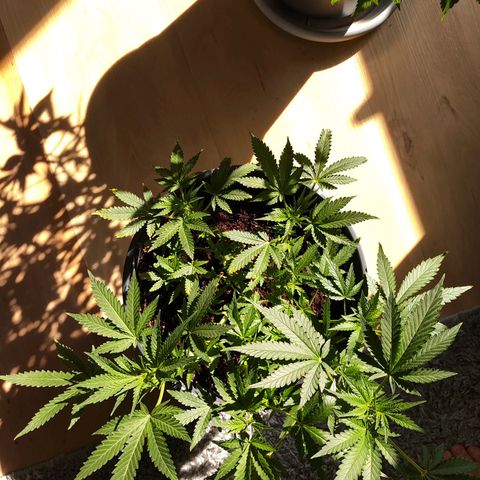 Jack Herer Automatic growlog timeline photo
