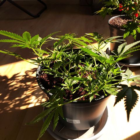 Jack Herer Automatic growlog timeline photo