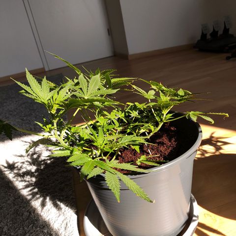 Jack Herer Automatic growlog timeline photo
