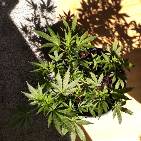 Jack Herer Automatic growlog timeline photo