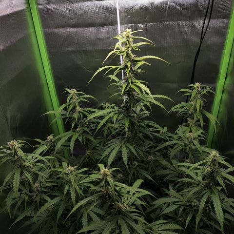Purple Punch Auto growlog timeline photo
