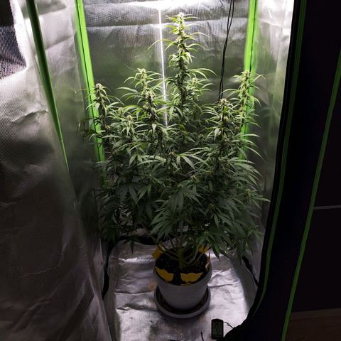Purple Punch Auto growlog timeline photo