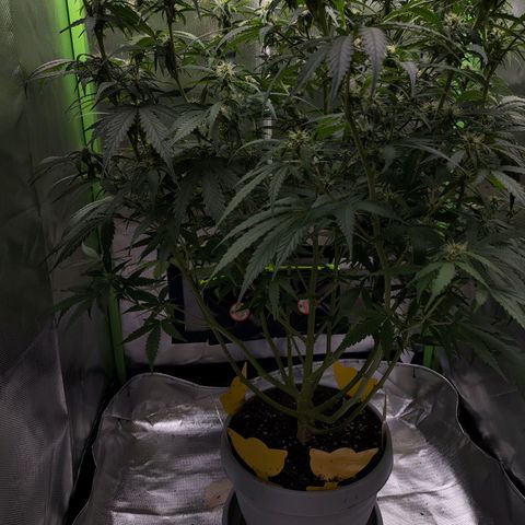 Purple Punch Auto growlog timeline photo