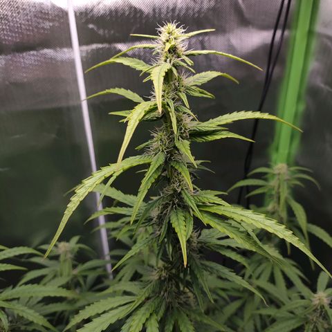 Purple Punch Auto growlog timeline photo
