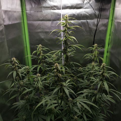 Purple Punch Auto growlog timeline photo