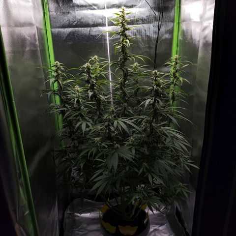 Purple Punch Auto growlog timeline photo