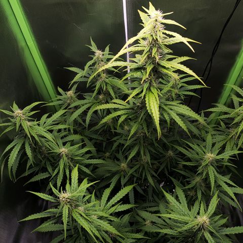 Purple Punch Auto growlog timeline photo