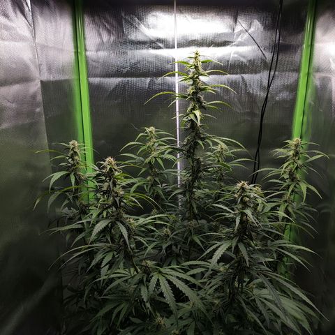 Purple Punch Auto growlog timeline photo