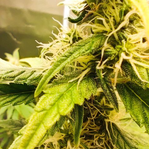 Purple Punch Auto growlog timeline photo