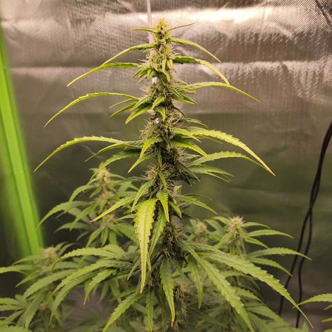 Purple Punch Auto growlog timeline photo