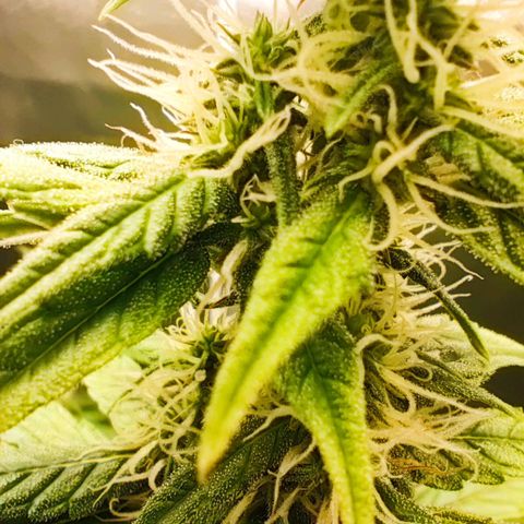 Purple Punch Auto growlog timeline photo