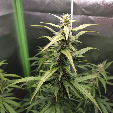 Purple Punch Auto growlog timeline photo