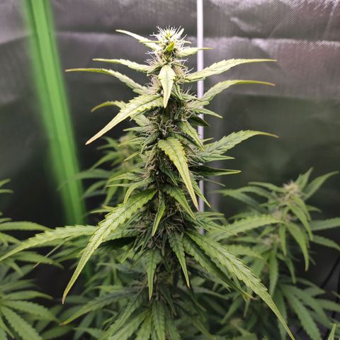 Purple Punch Auto growlog timeline photo