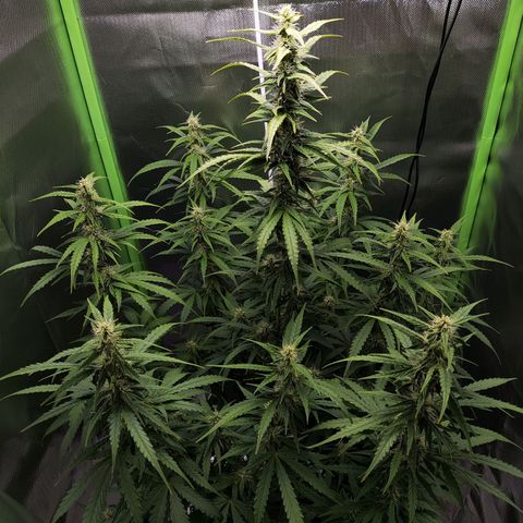 Purple Punch Auto growlog timeline photo